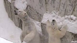 馬のニオイに気づいたホッキョクグマ~Polar Bear is smelling smell of the pony