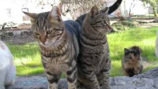 The Cat Came Back: Jerusalem's coolest kitties!