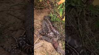 Hunt Lizard vs snake.
