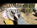 Haciendo enjambres en Noviembre