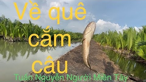 Lần đầu cắm câu cá lóc bằng mồi cá chép con và… (câu cá thiên nhiên ở rừng sát cần giờ..)