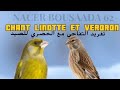 Linotte X Vardore تغريد طائر التفاحي مع الخضري للصيد 
