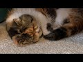 Live cat cam - Sweetie’s first live stream #exoticshorthair
