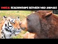 5 Most Unlikely Wild Animal Relationships