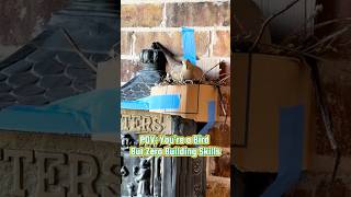 Pov Youre A Bird But Zero Building Skills