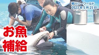 ラビーちゃん、お魚補給しながらエコー検査していました【2023年5月25日】鴨川シーワールド