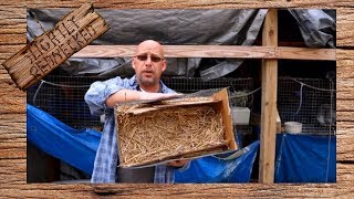 When Is It Time To Remove The Nest Box From Your Baby Rabbits  The SR Rabbit Update 32018