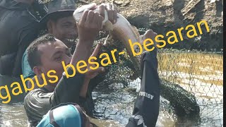 Tangkapan ikan dan cara asinkan gabus tanpa pengawet juga bersih sesuai syariat