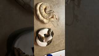 I love my pied ball #ballpython #trending #viral #short #allmylife #shorts