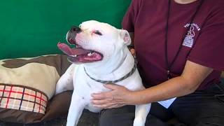 A4925285 Manchas English Bull Dogpit Bull