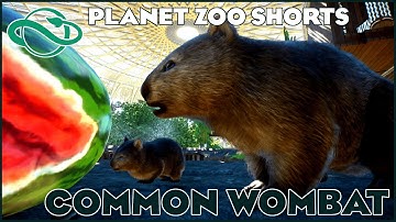 Planet Zoo Shorts - Common Wombat