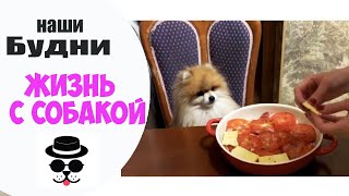 ШПИЦ  НА КУХНЕ . ВЛОГ(, 2018-06-09T15:04:05.000Z)