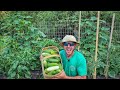 How to Grow TONS of Cucumbers With Just a Few Plants! |Maximize Your Harvest|