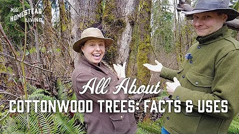 All About Cottonwood Trees: Facts & Uses