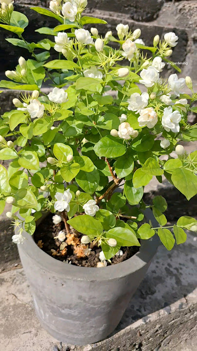 mogra flower plant | mogra Jasmine flowers #short #mograflower