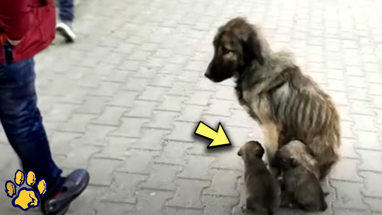 The Mom Dog Tearfully Begged Passersby to Help Her Puppies, but They ...