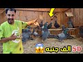 اول مره أشوف حمام زاجل مستورد اكبر غيه حمام ذاجل 