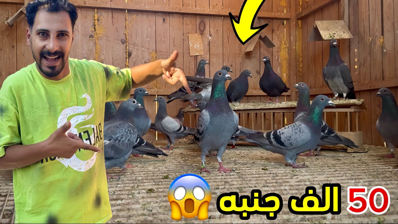 اول مره أشوف حمام زاجل مستورد 😱| اكبر غيه حمام ذاجل
