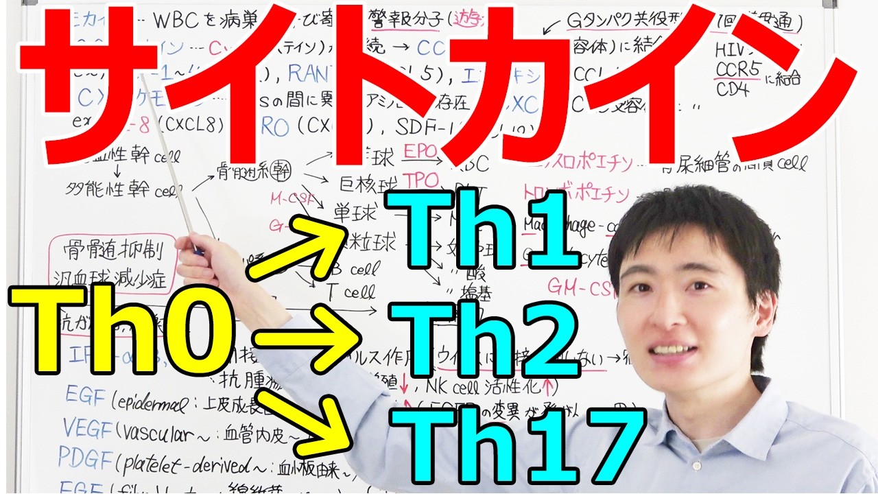 【大学・薬学部の免疫学】ナイーブT細胞(Th0)からエフェクターT細胞(Th1/Th2/Th17/Tfh/Treg)へのサイトカインシグナルとその分類【ケモカインは警報分子】