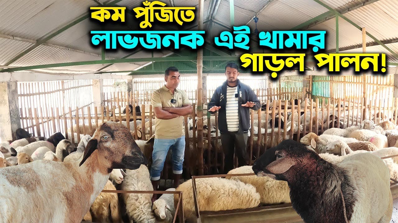 কম পুঁজিতে লাভজনক গাড়লের খামার শুরু করতে পারেন | Ep-1007