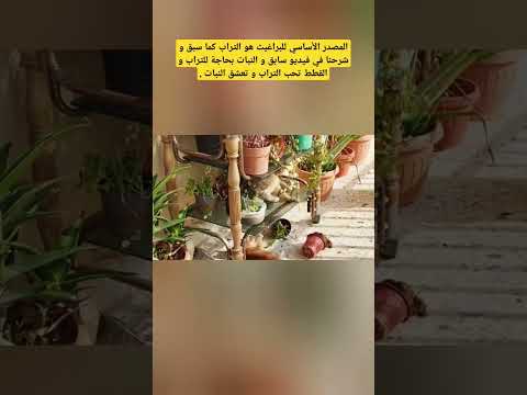 فقدنا السيطرة على البراغيث نصائح تلميذة طب بيطري  قطط اكسبلور برغوت