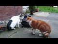 Cats talking to each other