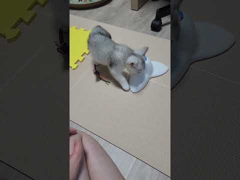 아깽이 시절~사냥 연습ㅋㅋ#뽀시래기#사냥놀이