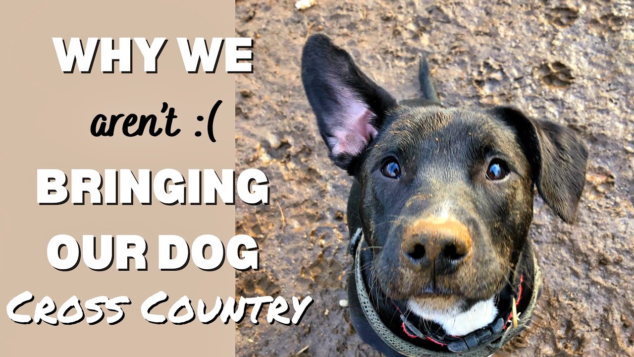 Does Your Dog Have Anxiety? Dog Travel/Car Anxiety YouTube