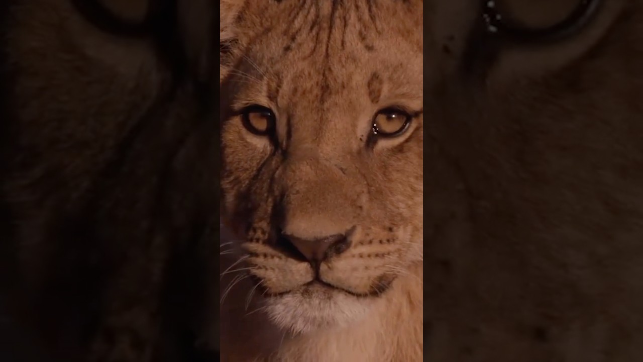 Every warrior, every mother, starts as a cub