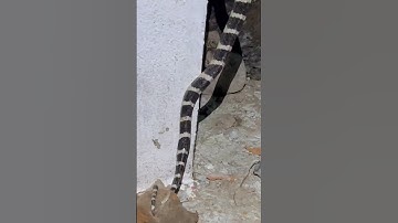 Rắn cạp nia dài khủng #cobrasnake #funny #snake #animals #kingkobra #101