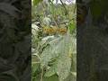 Ragweed Pollen 