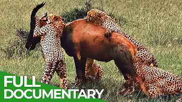 Wildlife Instincts | Cheetah - The Fastest Animal on Earth | Free Documentary Nature