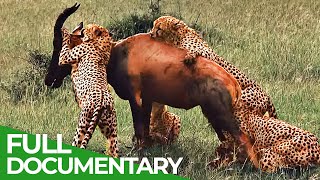 Wildlife Instincts | Cheetah – The Fastest Animal on Earth | Free Documentary Nature