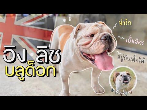 สุนัขสายพันธุ์อิงลิช บลูด็อก | สุนัขน่าเลี้ยงในตอนนี้ (EP.6)