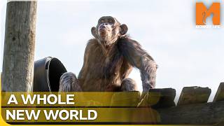 Rescued Chimp Sees a Climbing Frame for the First Time! | Monkey Life Season 16 Episode 4