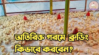 অতিরিক্ত গরমে ব্রুডিং কিভাবে করবেন?সবার জানা দরকার।#poultrysuccess,