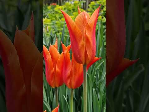 Vídeo: Tulipa Triumph Variedades – Como Cultivar Tulipas Triumph em Jardins