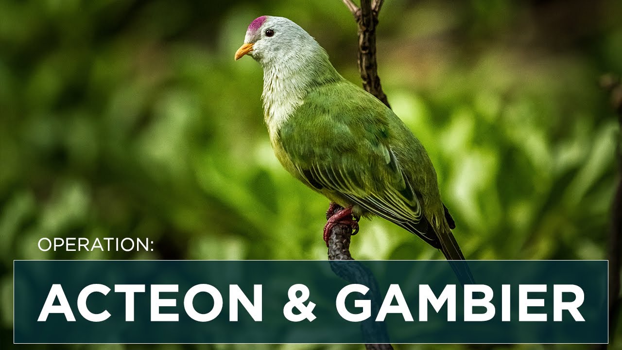 Operation Acteon & Gambier, French Polynesia