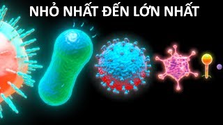 Vi Sinh Vật Từ Nhỏ Nhất Đến Lớn Nhất