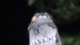 Nyctibius griseus - Mãe-da-lua / Urutau - Common Potoo