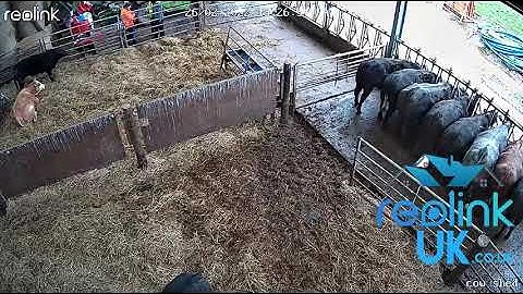 Reolink Go Pt Plus installation. reolinkuk.co.uk