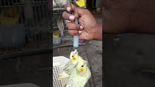 Cockateel Hand Feeding | #shorts #cocktail #birds screenshot 5