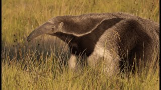 Anteaters Need Our Help! 15 Nov. - World Anteater Day!