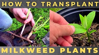 How to Transplant Milkweed