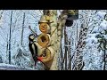 A Forest Nook for Birds and Wild Animals in Poland, January 20, 2023