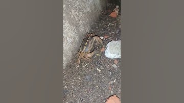 "Unexpected campus visitor! 🦀 Spotting a crab on the road at IITPKD 😲 #wildlifeencounter #suprise