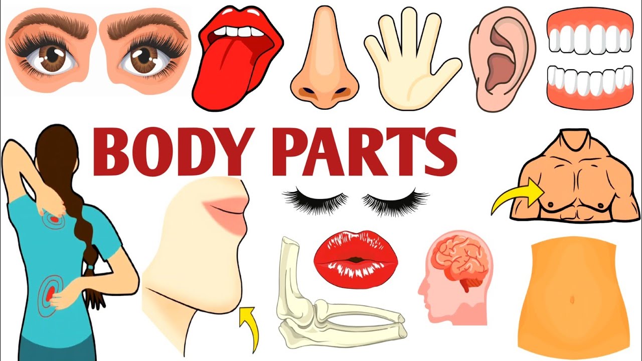 Parts of the Body | Parts of the Body for LKG Kids | Learn Body Parts & Sense Organs | #partsofbody 
