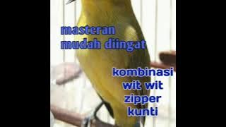 masteran pleci tembakan kombinasi wit wit zipper kunti || mudah dihafal || suara jernih