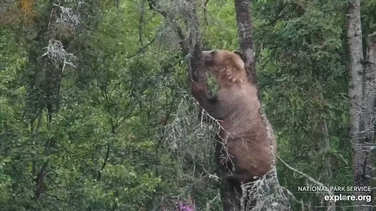 428 in a tree 7/25/24 RF explore.org