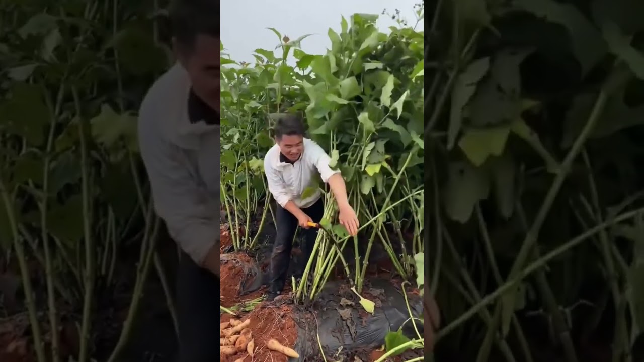 using a tool to harvest sweet potato vegetables